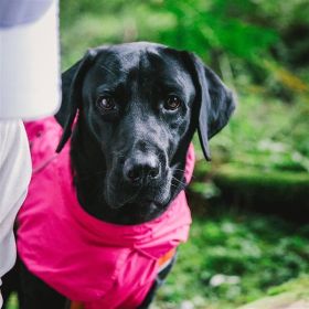 Dog Coats Small Waterproof,Warm Outfit Clothes Dog Jackets Small,Adjustable Drawstring Warm And Cozy Dog Sport Vest-(pink, size XL)